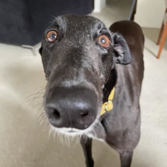 Medium Female Greyhound Dog