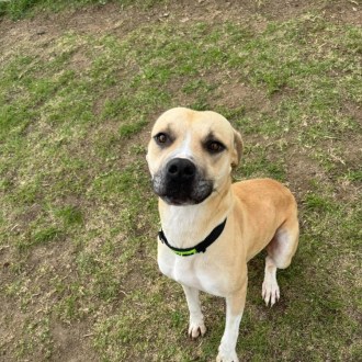 Large Male Bull Arab Mix Dog