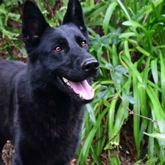 Large Female German Shepherd Dog