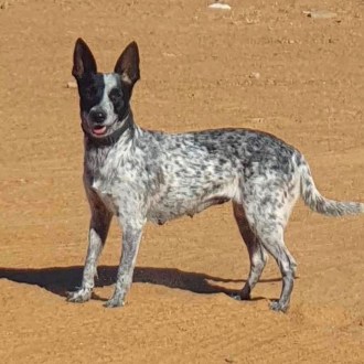 Medium Female Mixed Breed Mix Dog