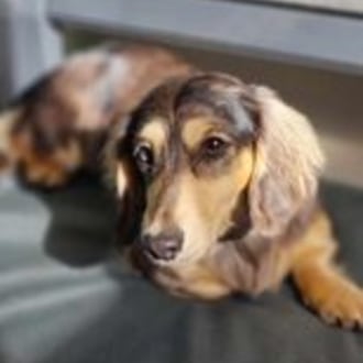 Small Female Dachshund Dog