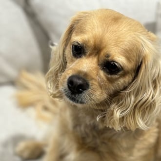 Small Female Cavalier King Charles Spaniel x Poodle Mix Dog