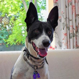 Medium Male Kelpie x Whippet Mix Dog