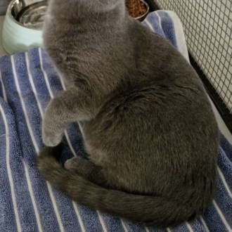 Male Domestic Short Hair Cat