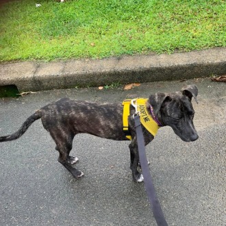 Medium Female Whippet Mix Dog