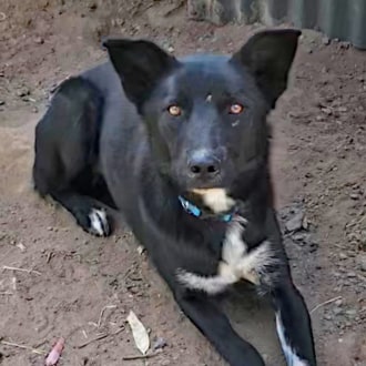 Medium Male Border Collie Mix Dog