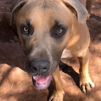 Large Male Mastiff Mix Dog