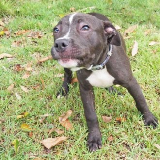 Large Female Staffordshire Bull Terrier Dog