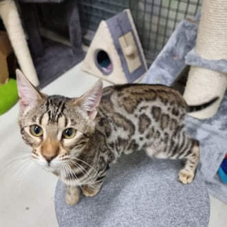 Female Bengal Mix Cat