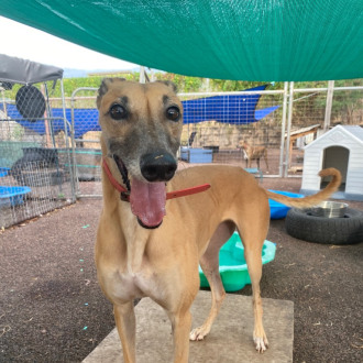 Large Female Greyhound Dog