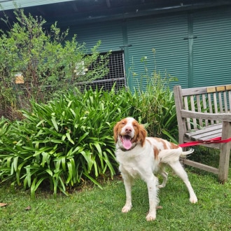 Medium Male Brittany Spaniel Dog