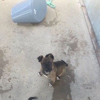 Large Female Staffordshire Bull Terrier Dog