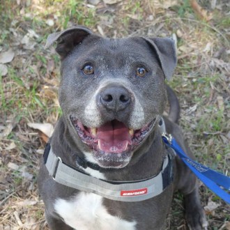 Medium Male Staffy Mix Dog