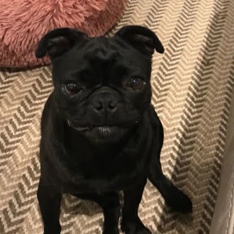 Small Female Pug Dog