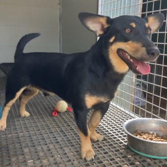 Small Male Kelpie x Corgi Mix Dog