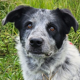 Medium Male Border Collie x Australian Cattle Dog Mix Dog