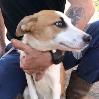 Medium Female Border Collie x Jack Russell Terrier Mix Dog