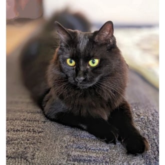 Female Domestic Short Hair Cat