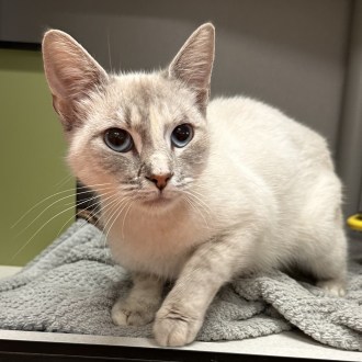 Female Tonkinese Mix Cat