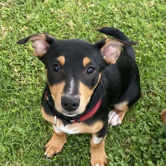 Small Female Staffy x Jack Russell Mix Dog