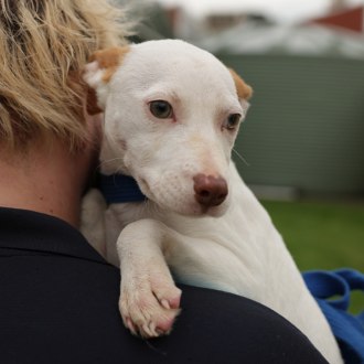 Medium Male Jack Russell Terrier x American Staffy Mix Dog