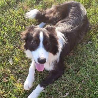 Medium Female Border Collie Mix Dog