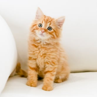 Male Domestic Medium Hair Mix Cat