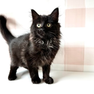 Male Domestic Short Hair Cat