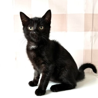 Male Domestic Short Hair Cat