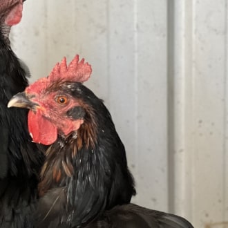 Female Australorp Mix Fowl