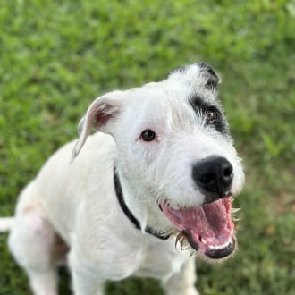 Large Male Irish Wolfhound Mix Dog