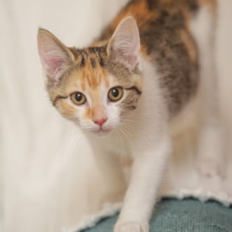 Female Domestic Short Hair Mix Cat