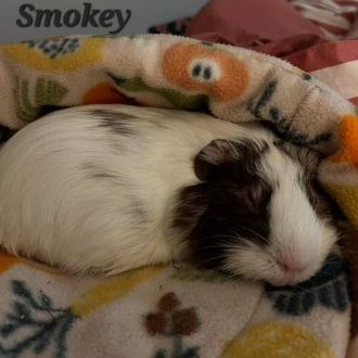 Male Short-hair   Guinea Pig