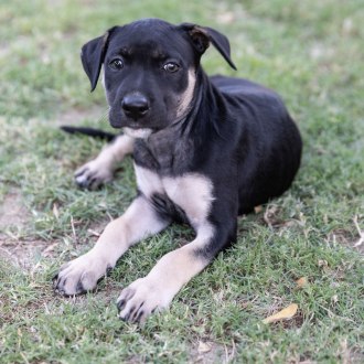 Medium Female Mixed Breed Dog