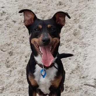 Medium Female Kelpie x Mixed Breed Mix Dog