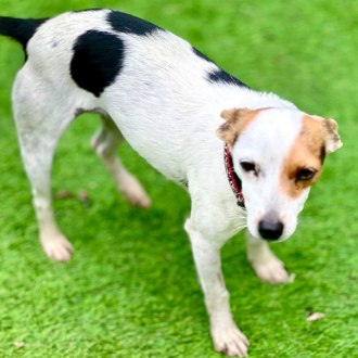 Small Female Miniature Fox Terrier Mix Dog