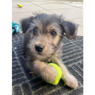 Small Female Fox Terrier x Maltese Dog