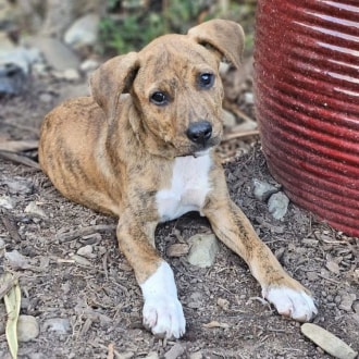 Medium Male Staffy Mix Dog