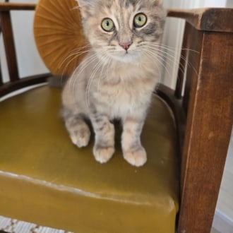 Female Domestic Medium Hair Cat