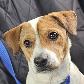 Small Male Jack Russell Terrier Dog