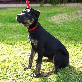 Small Male Cross breed Dog