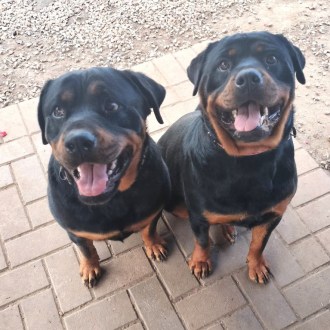 Large Female Rottweiler Dog