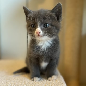 Female Domestic Short Hair Mix Cat