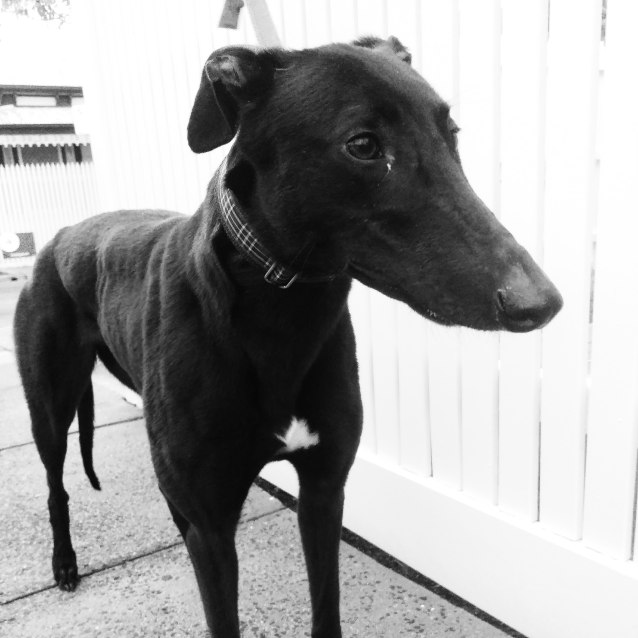 “Ebony”, Unconventional Charm. Melbourne - Medium Female Greyhound Dog