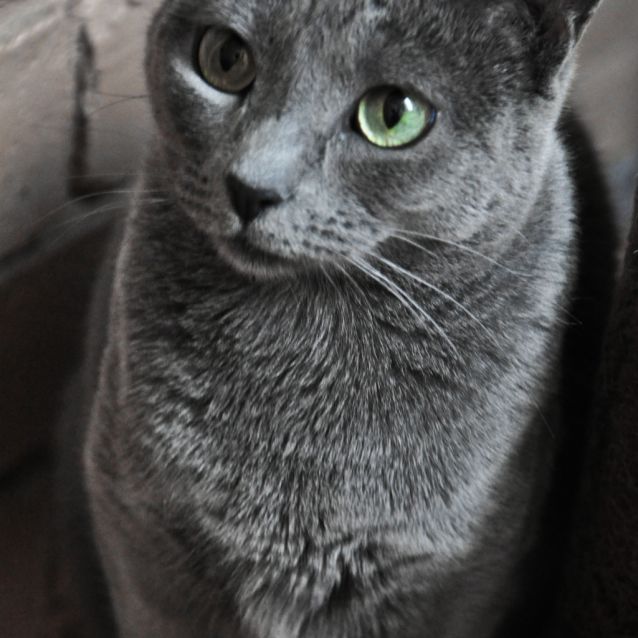 Rehomed Anja Female Russian Blue Cat in NSW PetRescue