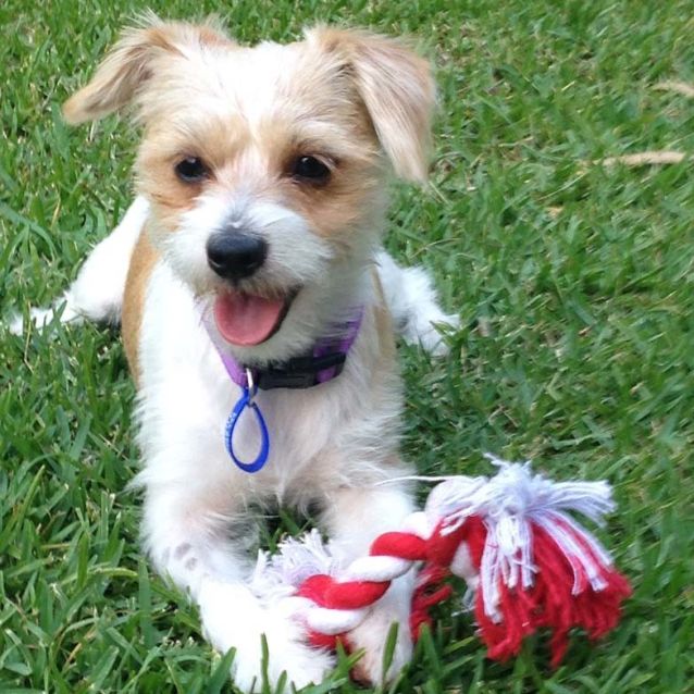 Lilli 1yo Jr X Foxie X Maltese On Trial 25 2 17 Small Female Fox Terrier X Jack Russell Terrier X Maltese Mix Dog In Nsw Petrescue
