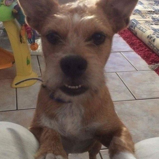 Scrappy Small Male American Staffordshire Terrier X Maltese X Norfolk Terrier X Poodle Mix Dog In Qld Petrescue Scrappy Small Male American Staffordshire Terrier X Maltese X Norfolk Terrier X Poodle Mix Dog In Qld Petrescue