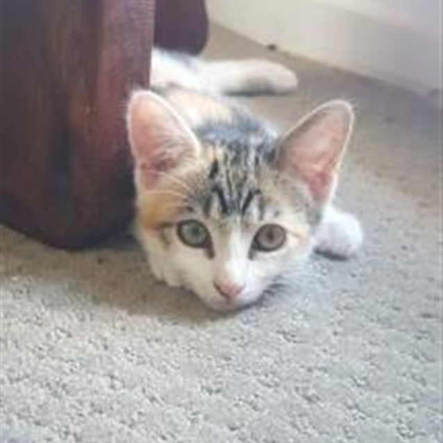 Callie - Female Domestic Short Hair Mix Cat in QLD - PetRescue