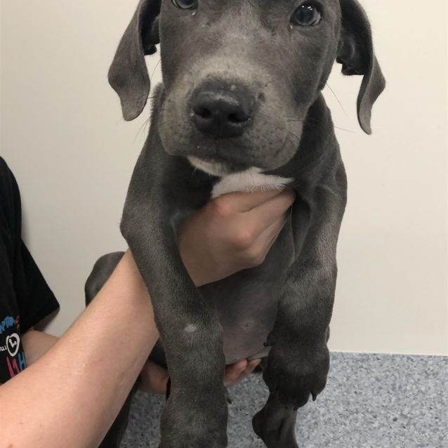 merle weimaraner