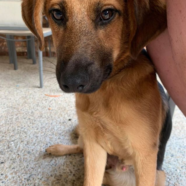 Yota Small Male German Shepherd X Beagle Mix Dog In Qld Petrescue